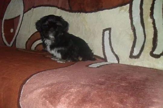 SHIH-TZU Czaro-biało-brązowy.Piesek