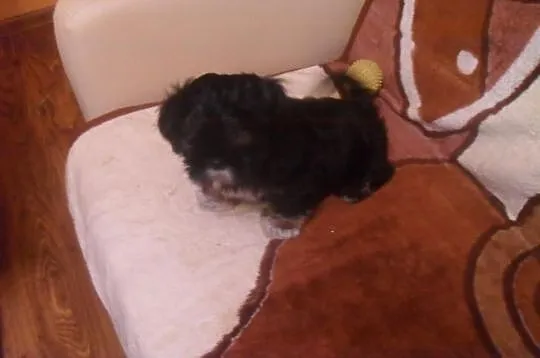 SHIH-TZU Czaro-biało-brązowy.Piesek