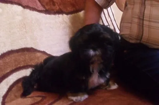 SHIH-TZU Czaro-biało-brązowy.Piesek
