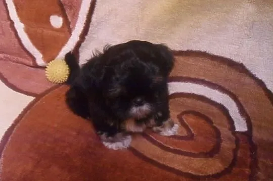 SHIH-TZU Czaro-biało-brązowy.Piesek