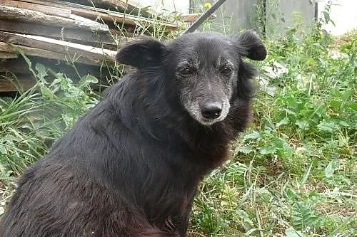 Niewielka, smutnawa sunia LILI Bardzo Czeka na Dom