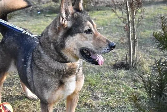 Zorro bardzo chce znaleźć dom,  mazowieckie Warszawa, Mazowieckie, Warszawa