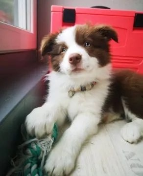 Szczeniaki Border Collie Whatsapp +37065391730  Szczeniaki Border Collie, , london