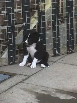 Szczeniaki Border Collie Whatsapp +37065391730  Szczeniaki Border Collie, , london