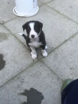 Szczeniaki Border Collie Whatsapp +37065391730  Szczeniaki Border Collie, , london
