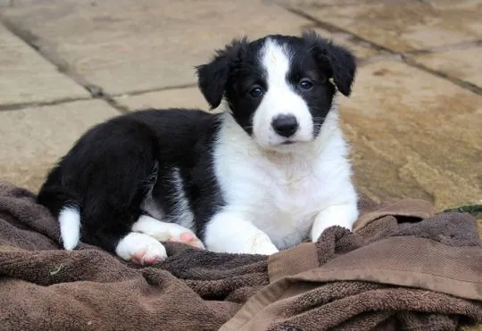 Szczeniaki Border Collie Whatsapp +37065391730  Szczeniaki Border Collie, , london