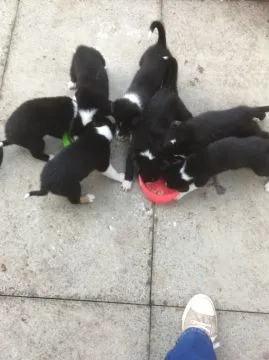 Szczeniaki Border Collie Whatsapp +37065391730  Szczeniaki Border Collie, , london