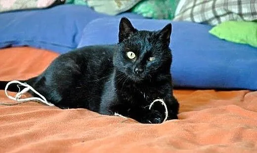 Salem magiczny kotek do adopcji :), dolnośląskie