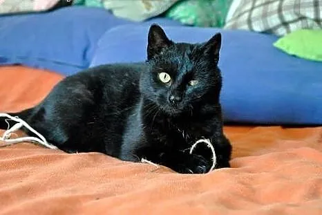 Salem magiczny kotek do adopcji :),  dolnośląskie 