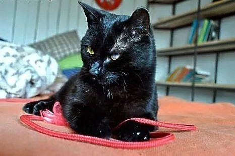 Salem magiczny kotek do adopcji :),  dolnośląskie 