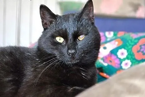 Salem magiczny kotek do adopcji :),  dolnośląskie 