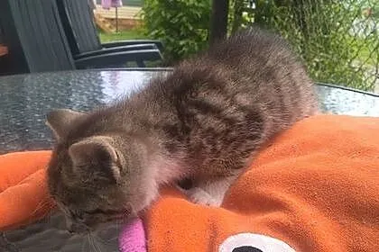 4 tygodniowe KOCIĘTA szukają domów!