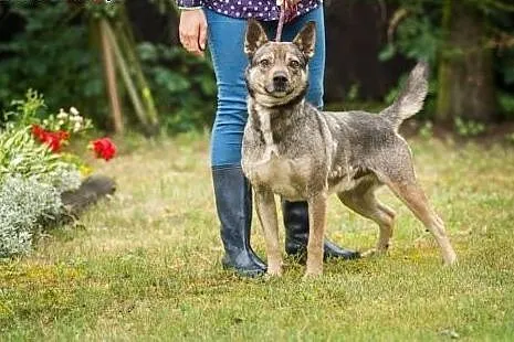 Fafik, młody psiak, dzieciolubny i wesoły szuka do