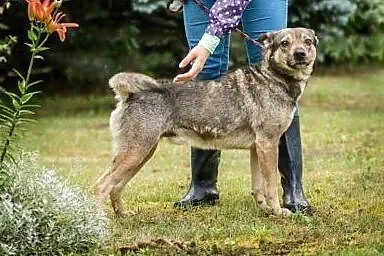 Fafik, młody psiak, dzieciolubny i wesoły szuka do