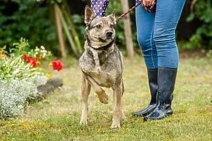 Fafik, młody psiak, dzieciolubny i wesoły szuka do