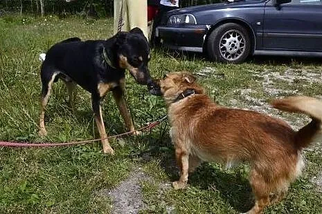 Daj szansę młodziutkiemu Lantiemu z ubogiego Przyt
