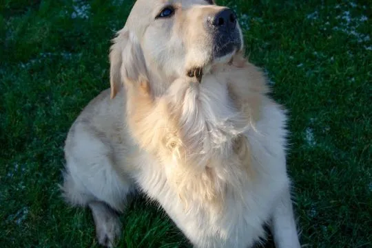 Pies Golden Retriever, Stary Broniszew