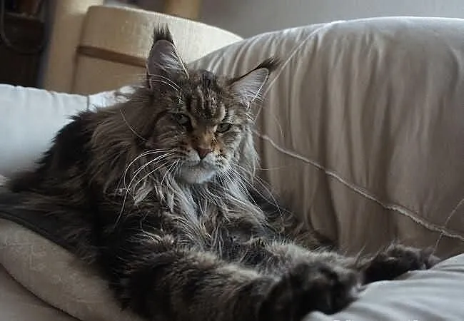 Piekny kocurek maine coon w nowym typie !