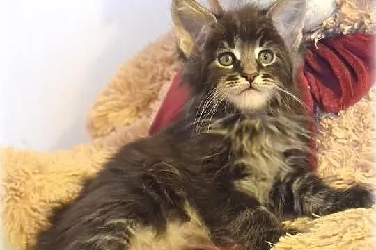 Piekny kocurek maine coon w nowym typie !
