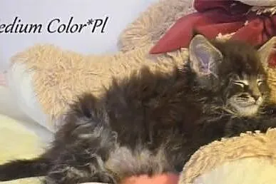 Piekny kocurek maine coon w nowym typie !
