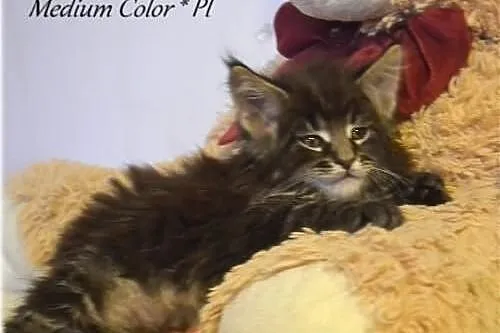 Piekny kocurek maine coon w nowym typie !