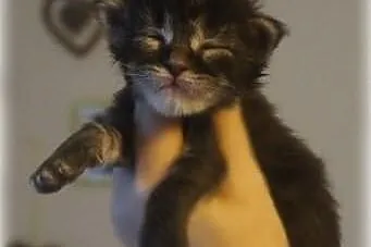 Piekny kocurek maine coon w nowym typie !