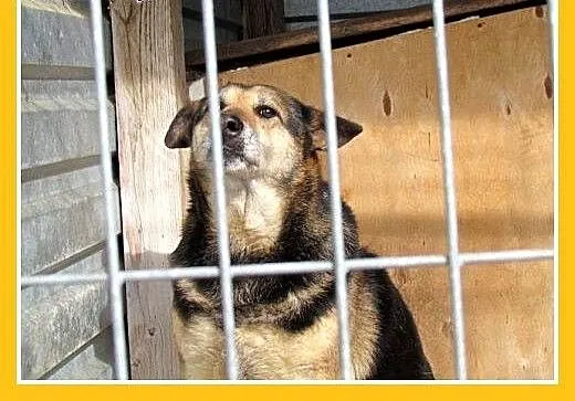 Kilka lat w schronisku,spokojna suczka BABUSZKA cz
