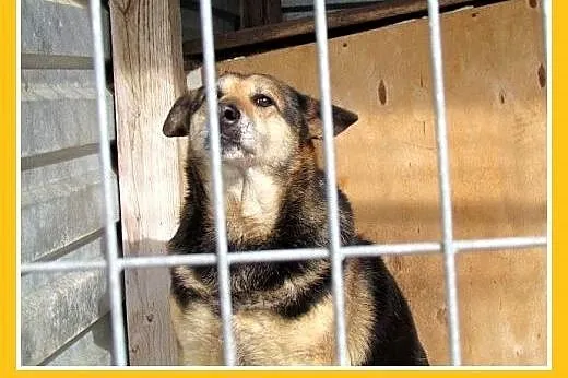 Kilka lat w schronisku,spokojna suczka BABUSZKA cz