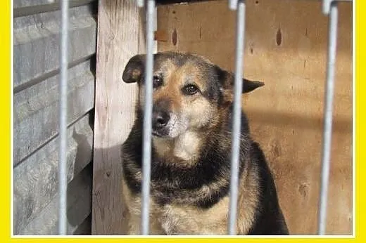 Kilka lat w schronisku,spokojna suczka BABUSZKA cz