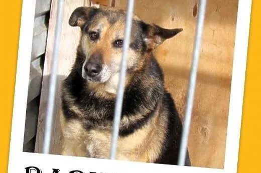 Kilka lat w schronisku,spokojna suczka BABUSZKA cz