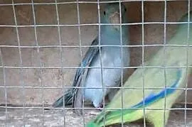 Wrobiliczki
