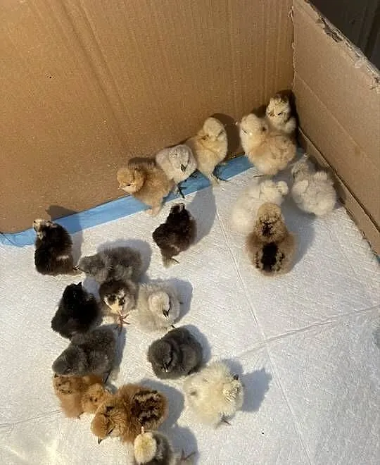 Pisklęta Kury Koguty Silki jedwabiste Mottled, Śląskie, Dębie