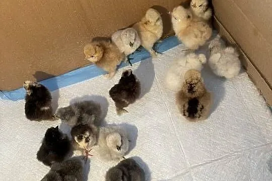 Pisklęta Kury Koguty Silki jedwabiste Mottled, Śląskie, Dębie