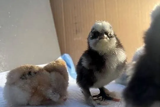 Pisklęta Kury Koguty Silki jedwabiste Mottled, Śląskie, Dębie