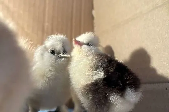 Pisklęta Kury Koguty Silki jedwabiste Mottled, Śląskie, Dębie