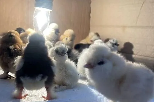 Pisklęta Kury Koguty Silki jedwabiste Mottled, Śląskie, Dębie