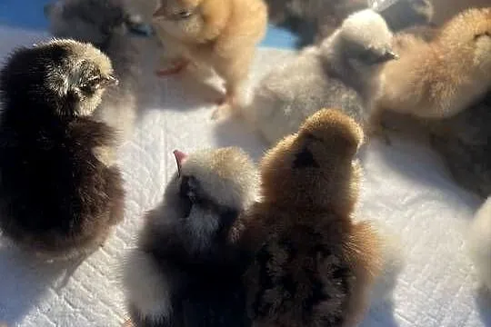 Pisklęta Kury Koguty Silki jedwabiste Mottled, Śląskie, Dębie
