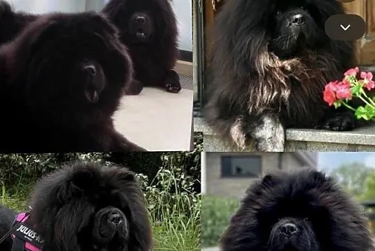 Chow Chow - Czarne Szczeniaki, Świętokrzyskie, Kielce