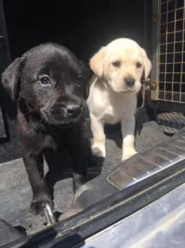 Szczeniaki labradora retrievera.   Whatsapp +447506188115 labradora, , leeds