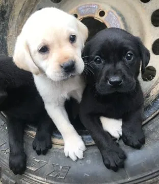 Szczeniaki labradora retrievera.   Whatsapp +447506188115 labradora, , leeds