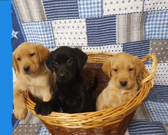 Szczeniaki labradora retrievera.   Whatsapp +447506188115 labradora, , leeds