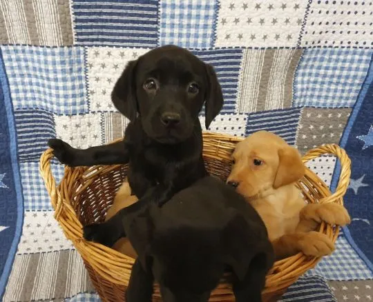 Szczeniaki labradora retrievera.   Whatsapp +447506188115 labradora, , leeds