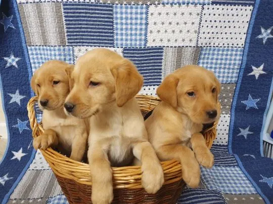 Szczeniaki labradora retrievera.   Whatsapp +447506188115 labradora, , leeds