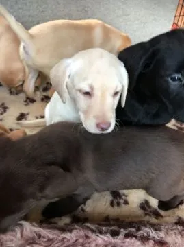Szczeniaki labradora retrievera.   Whatsapp +447506188115 labradora, , leeds