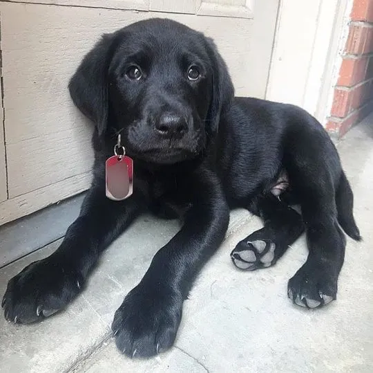 Szczeniaki labradora retrievera.   Whatsapp +447506188115 labradora