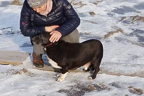 Bezkonfliktowy, niewielki Dziadzio PILNIE szuka ko