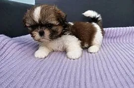 Mini sunia Bambi