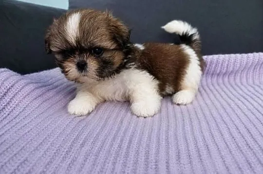 Mini sunia Bambi