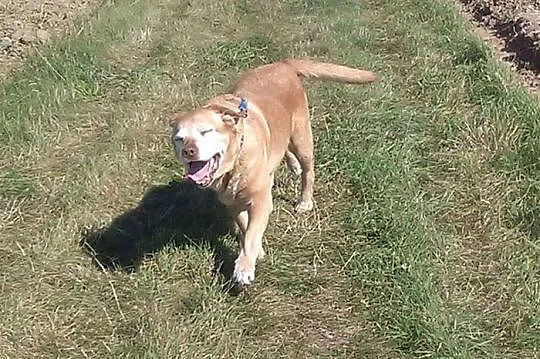 Pola idealna labradorka do adopcji