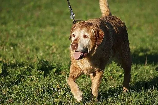 Pola idealna labradorka do adopcji